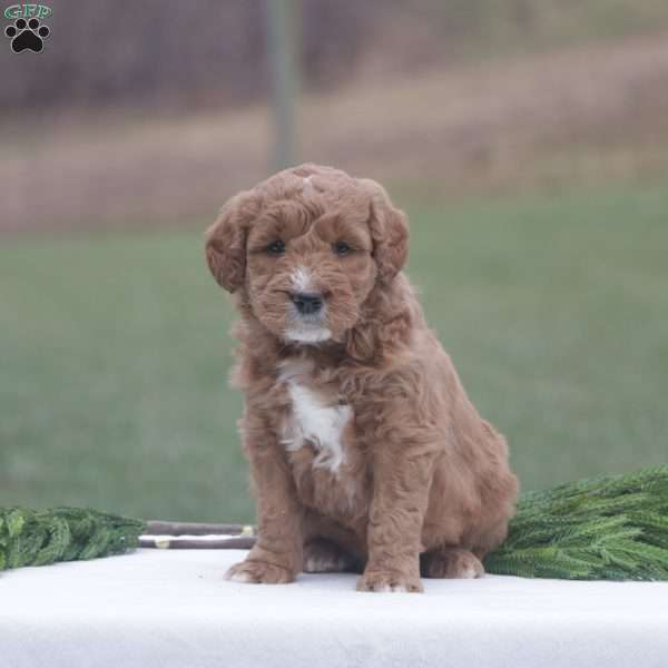 Noel, Goldendoodle Puppy